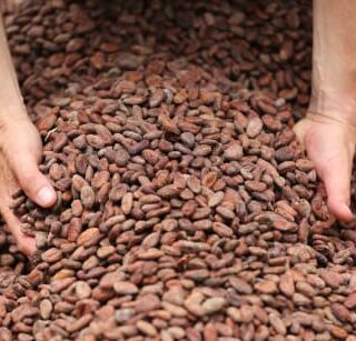 Cocoa Beans